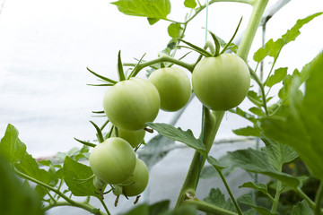 Green tomatoes