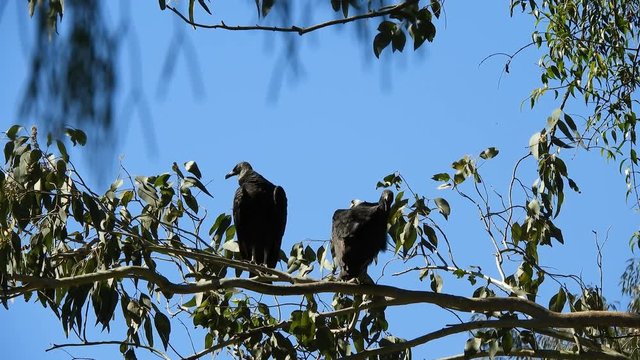 Two Black American Vultures (Coragyps atratus), sitting on Eucalyptus branch against perfect blue sky take flight.