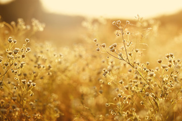 meadow flowers in early sunny fresh morning. Vintage autumn landscape 