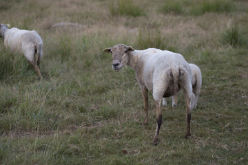 Fototapeta na wymiar Sheep