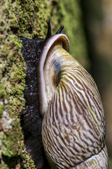 Caracol-florestal (Burringtonia pantagruelina) Forest snail
