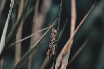 grasshopper caught hopping grass