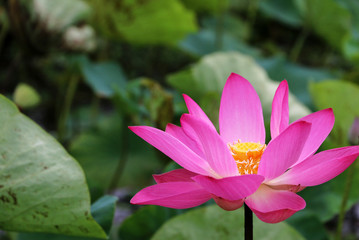 Pink lotus In the lake