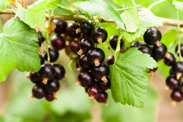 Ripe black currant berries on a branch