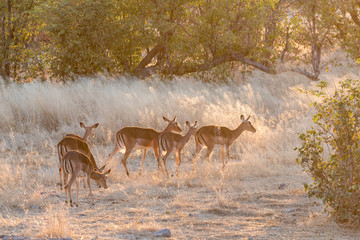 Herd of black-faced impala at sunset
