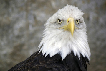 Griffon Eagle