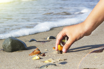 Some pieces of amber found on the Baltic seashore