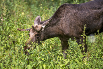 Alce (Alces alces) | Moose