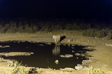 Elephant drinking water at artificially lit waterhole after sunset