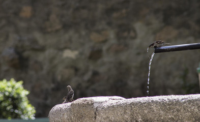 GORRIÓN BEBIENDO EN FUENTE PUBLICA
PASSER DOMESTICUS