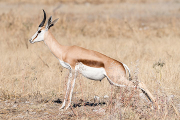 Springbok, Antidorcas marsupialis, urinating between grass