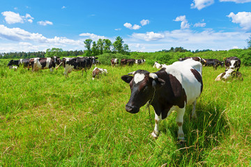 A herd of Holstein Fresian cows grazing on a pasture under blue cloudy sky