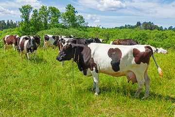 A herd of Holstein Fresian cows grazing on a pasture under blue cloudy sky