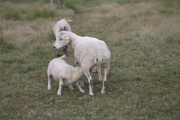 Obraz na płótnie Canvas A lamb is nursing