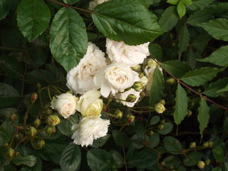 sun and rain in bourgogne