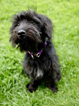 Schnoodle Black Puppy
