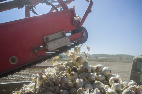 Onions harvester at work. Machine loading truck