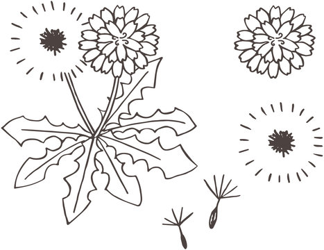 タンポポの花と綿毛のイラスト