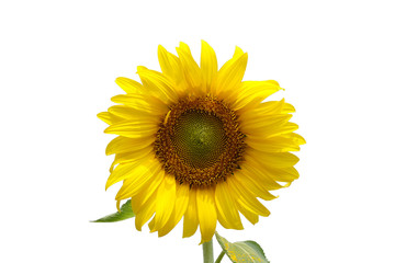 Sunflower isolated on white background with clipping path.