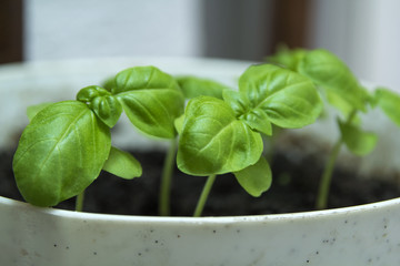 Sweet basil plant in pot