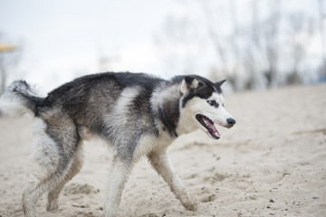Beautiful dog breed Siberian husky