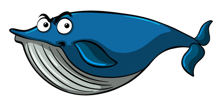 Blue whale with serious face