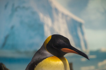 Emperor penguin on the Gold Coast in Australia.