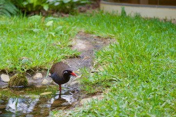 うつむき加減のヤンバルクイナ