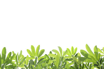 Green leaves on white background