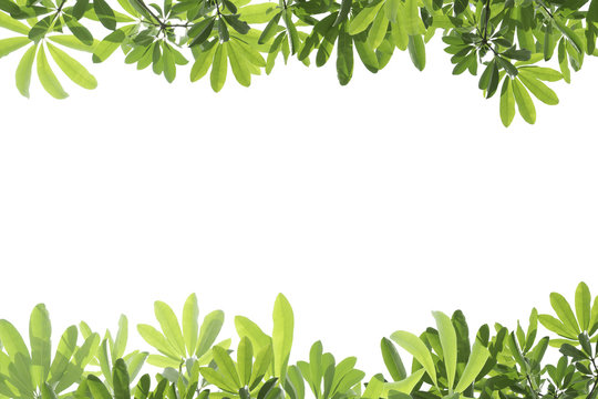 Fresh green leaves on white background