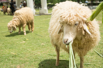 Sheep eating grass