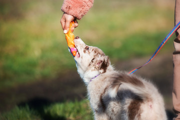 Puppy Border collie