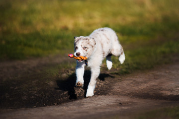 Puppy Border collie