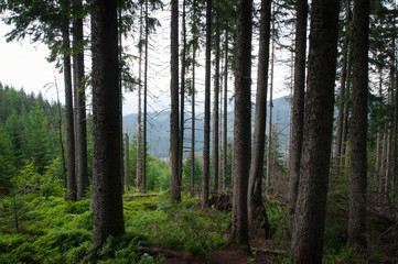 Tatry, Zakopane, Mountains, Poland
