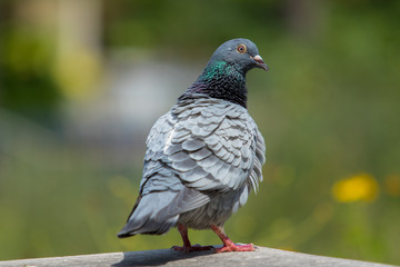homing pigeon bird and body feather