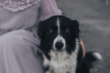 Border collie with suitcase
