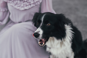 Border collie with suitcase