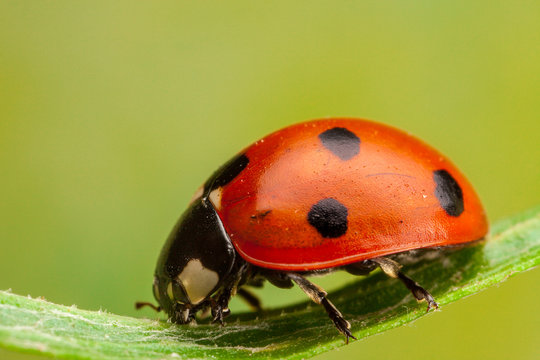 Seven Spot Ladybird, Coccinella Septempunctata