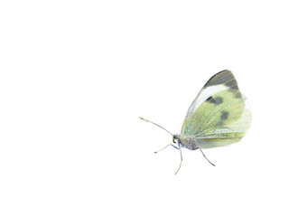 Cabbage butterfly on white