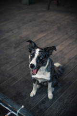Border Collie dog walking in the winter city