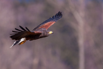 Obraz premium the harris buzzard