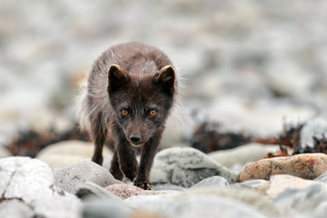 Arctic Fox hunting on beach