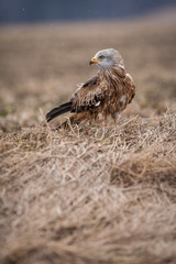 red kite bird