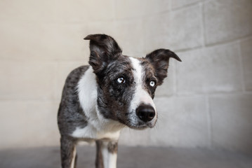 Border Collie dog walking in the winter city