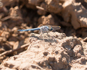 Dragonfly on the ground