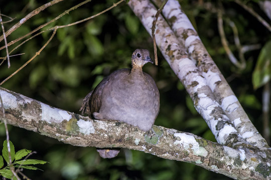 Macuco (Tinamus solitarius) | Solitary Tinamou