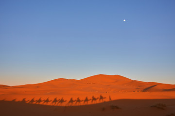 Fototapeta premium Silhouette of camel caravan in big sand dunes of Sahara desert, Merzouga, Morocco