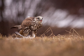 falco bird