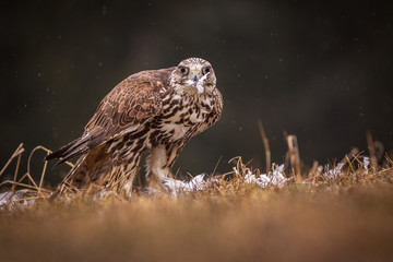 falco bird