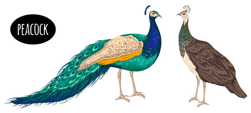 Male and female peacock on white background. Vintage hand drawn vector illustration in watercolor style